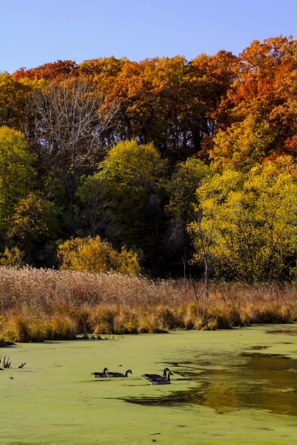 15 Best Spots in Minnesota to See Fall Foliage